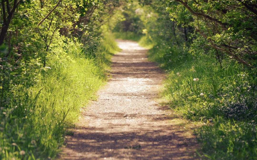 Exploring Nature: Top Walking Trails on the Sunshine Coast